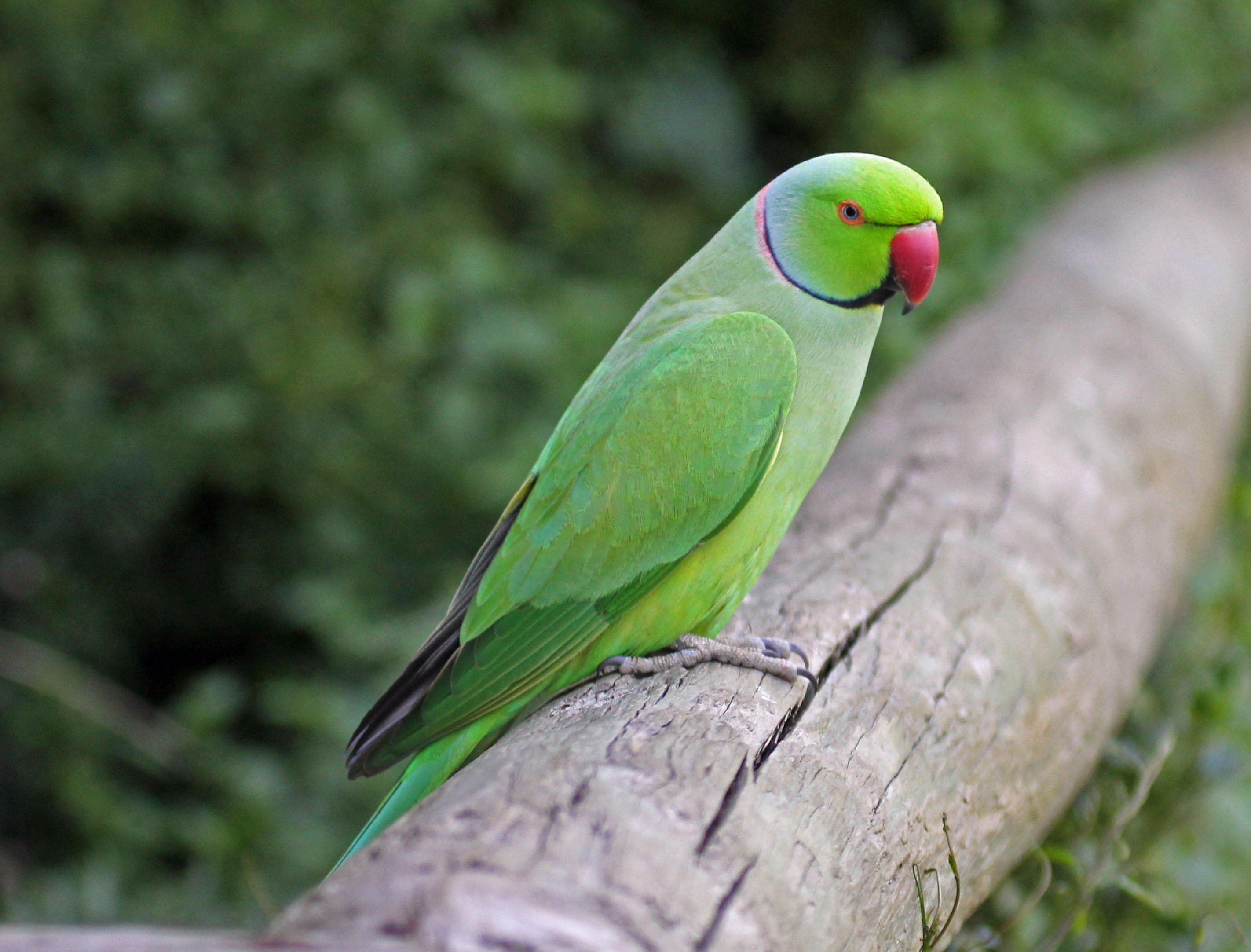 Ring parakeet 2024